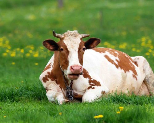 cow resting