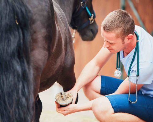 Veterinary medicine at the farm. Veterinarian examining horse leg.